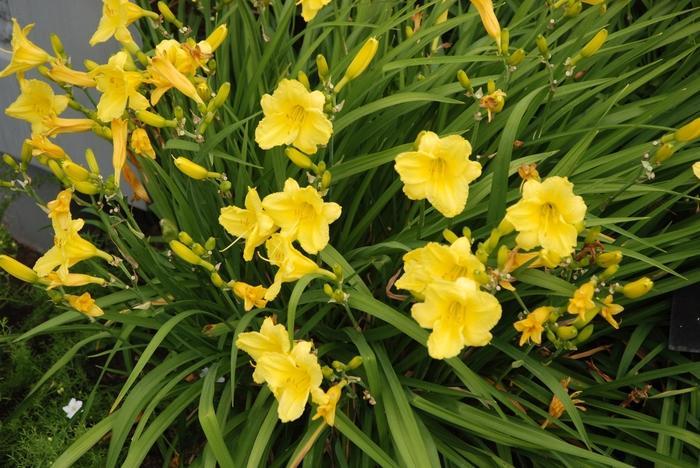 Hemerocallis X Happy Returns - View 8 from www redcrocus com