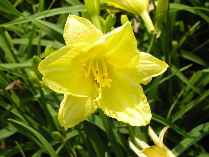 Hemerocallis X Happy Returns - View 9 from www redcrocus com