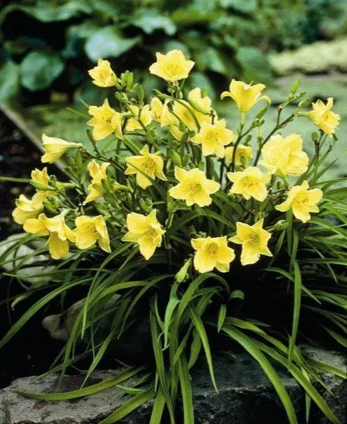 Hemerocallis X Happy Returns - View 9 from www redcrocus com
