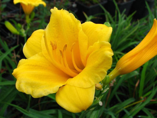 Hemerocallis X Stella D Oro - View 10 from www redcrocus com