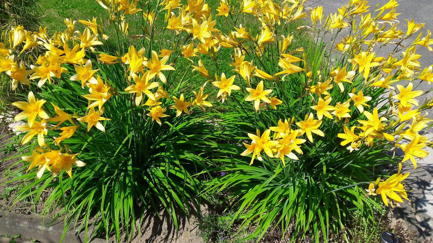 Hemerocallis X Stella D Oro - View 11 from www redcrocus com