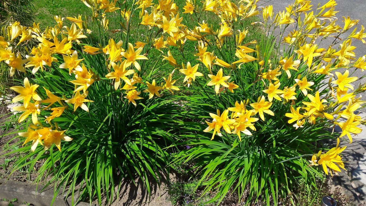 Hemerocallis X Stella D Oro - View 11 from www redcrocus com
