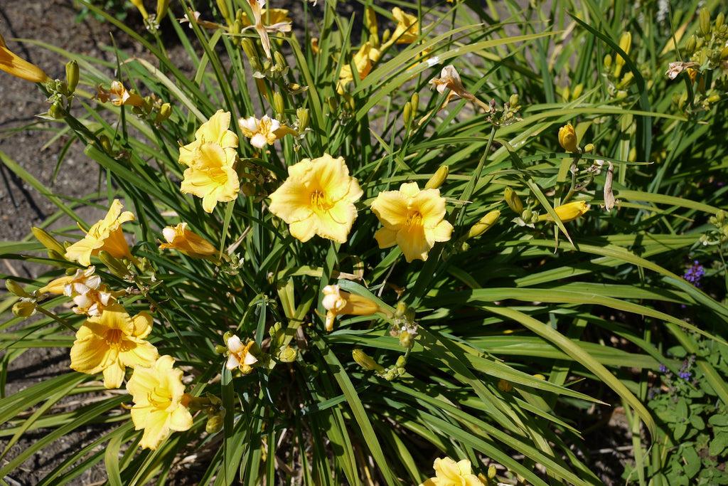 Hemerocallis X Stella D Oro - View 12 from www redcrocus com