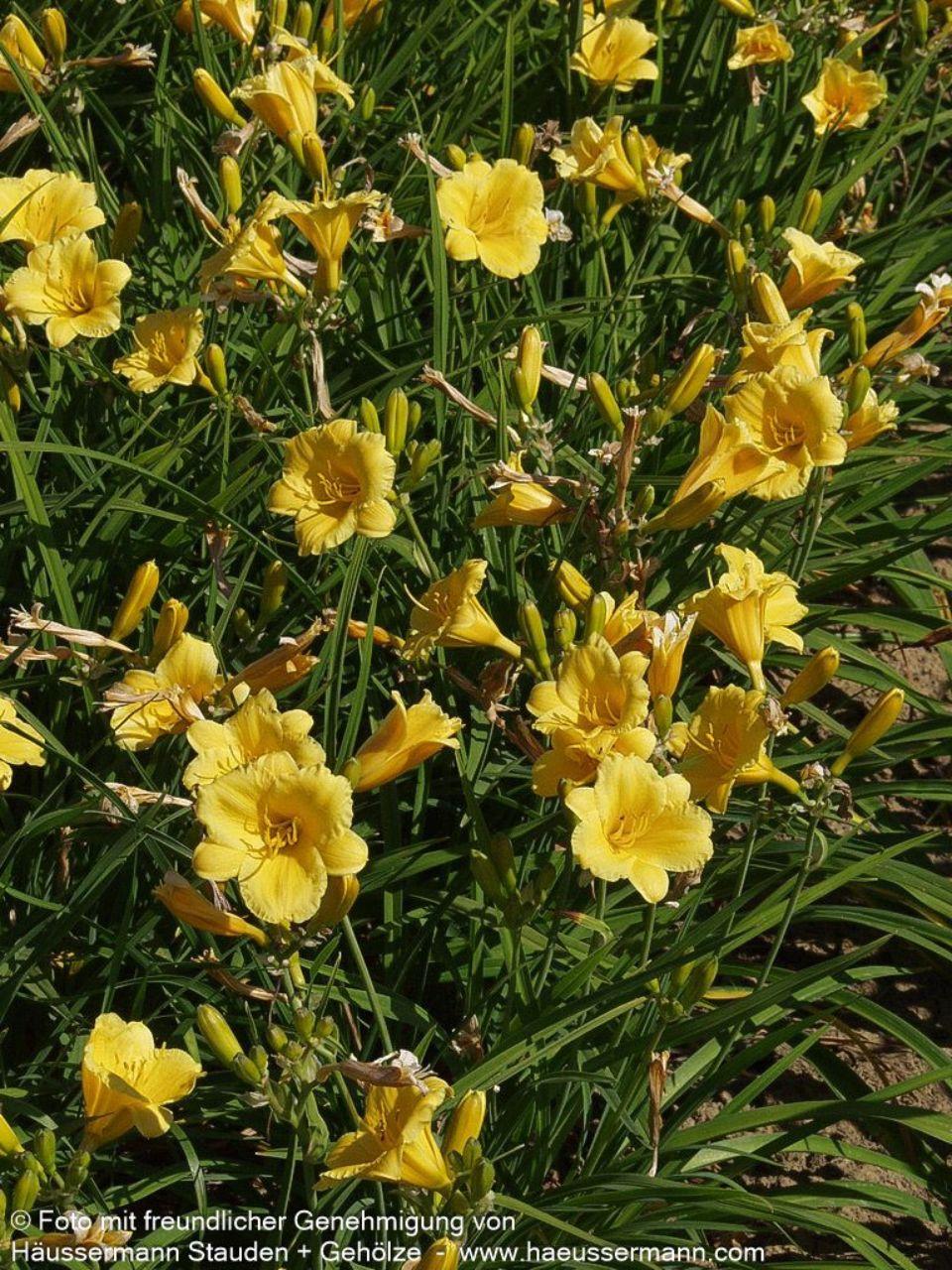 Hemerocallis X Stella D Oro - View 15 from www redcrocus com