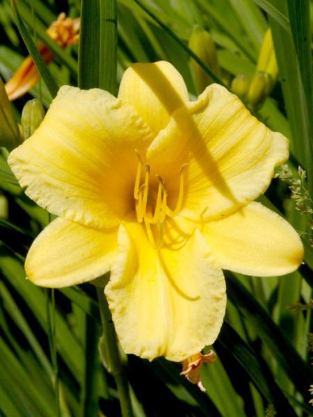 Hemerocallis X Stella D Oro - View 16 from www redcrocus com