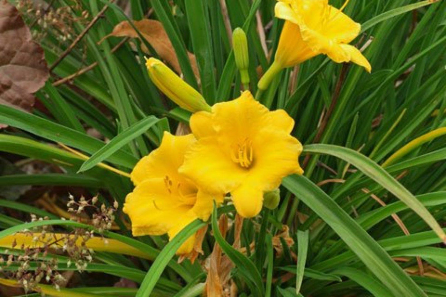 Hemerocallis X Stella D Oro - View 17 from www redcrocus com