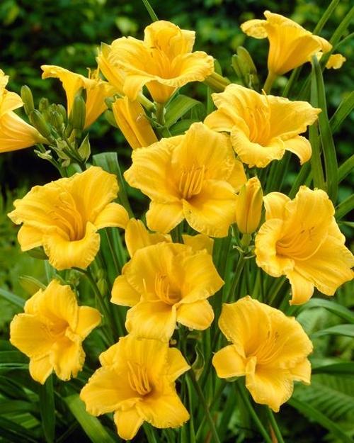 Hemerocallis X Stella D Oro - View 18 from www redcrocus com