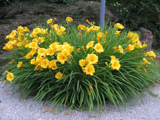 Hemerocallis X Stella D Oro - View 1 from www redcrocus com