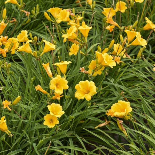Hemerocallis X Stella D Oro - View 2 from www redcrocus com