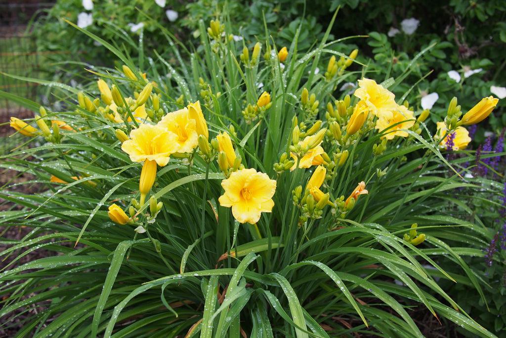 Hemerocallis X Stella D Oro - View 3 from www redcrocus com