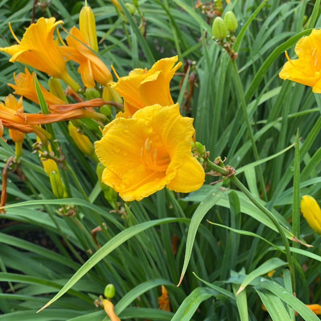 Hemerocallis X Stella D Oro - View 5 from www redcrocus com