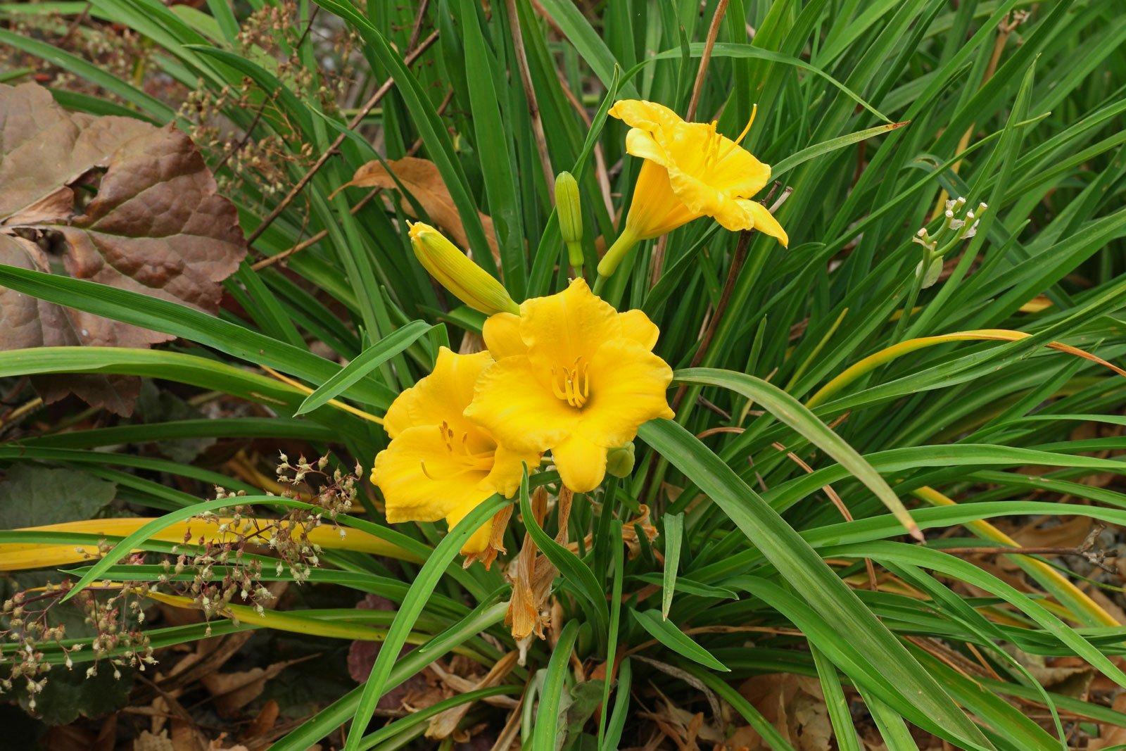 Hemerocallis X Stella D Oro - View 7 from www redcrocus com