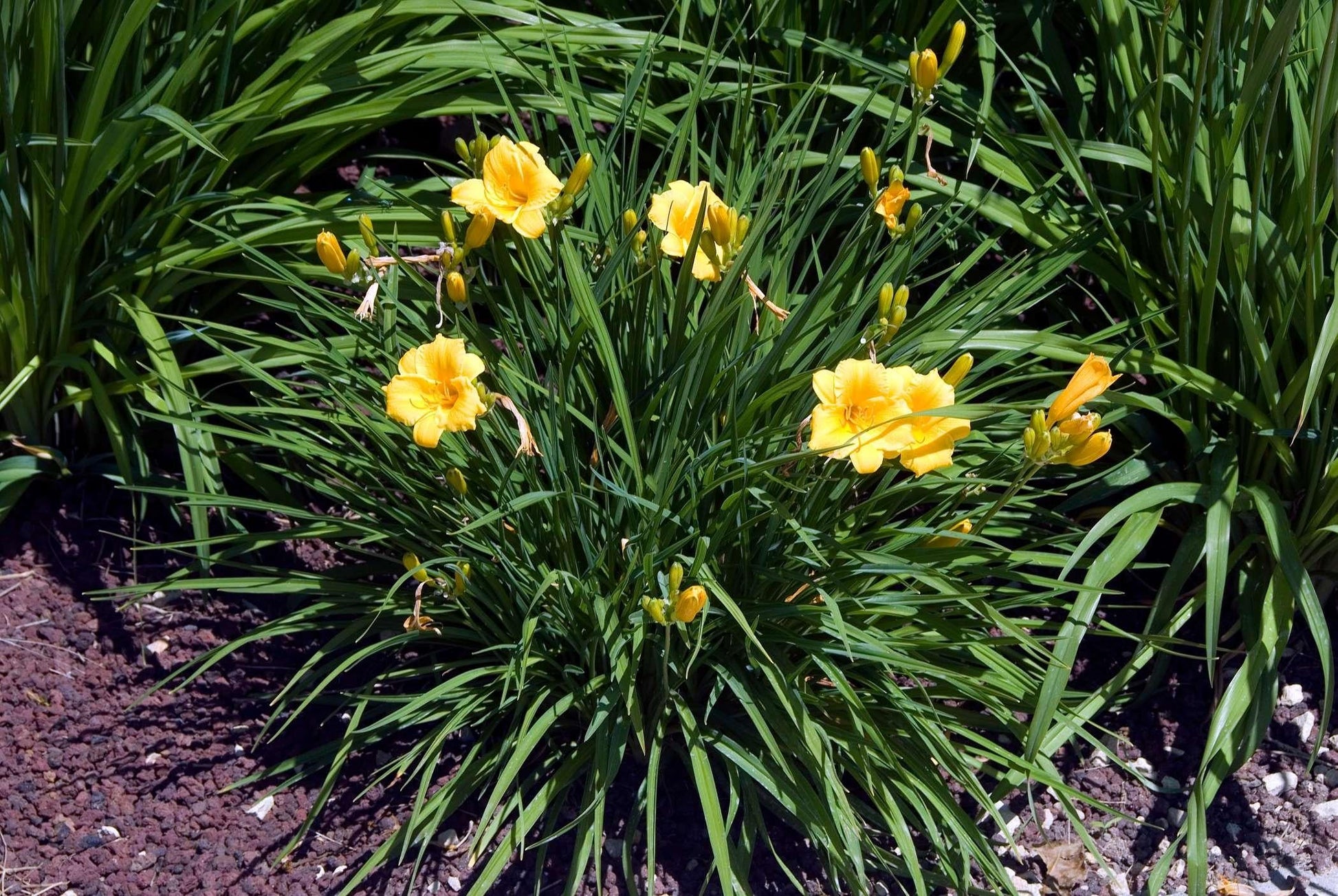 Hemerocallis X Stella D Oro - View 8 from www redcrocus com