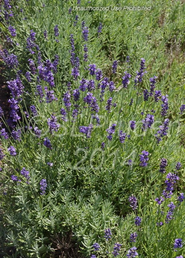 Lavandula Angustifolia Vicenza Blue - View 12 from www redcrocus com