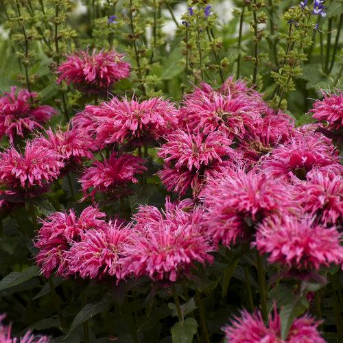 Monarda Didyma Balmy Pink - View 11 from www redcrocus com