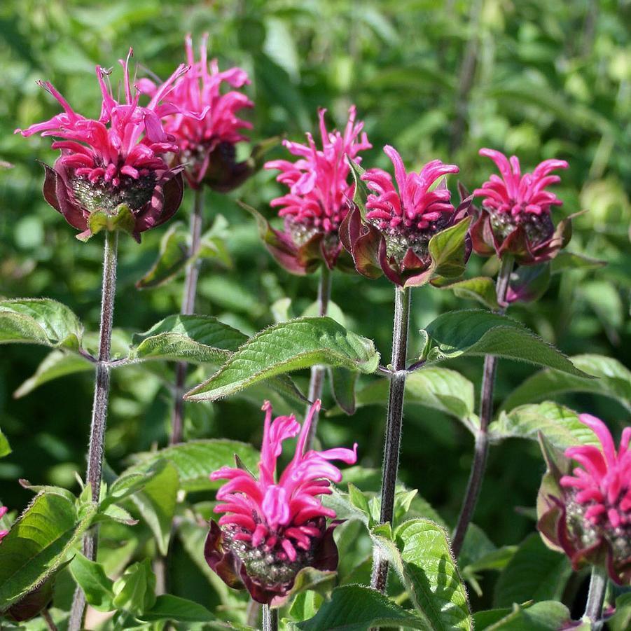 Monarda Didyma Balmy Pink - View 13 from www redcrocus com