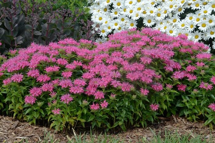 Monarda Didyma Balmy Pink - View 14 from www redcrocus com