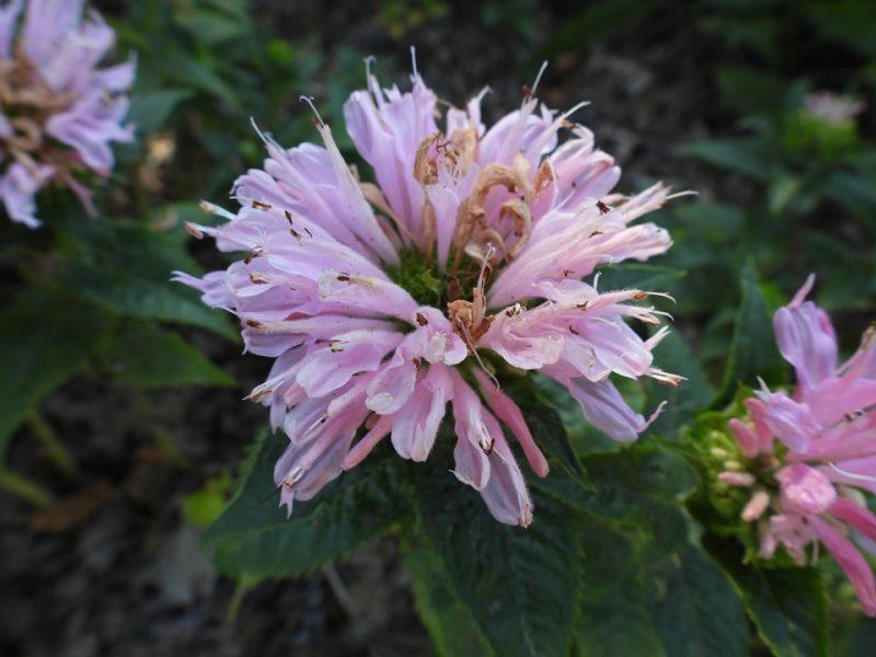 Monarda Didyma Balmy Pink - View 16 from www redcrocus com