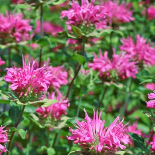 Monarda Didyma Balmy Pink - View 1 from www redcrocus com
