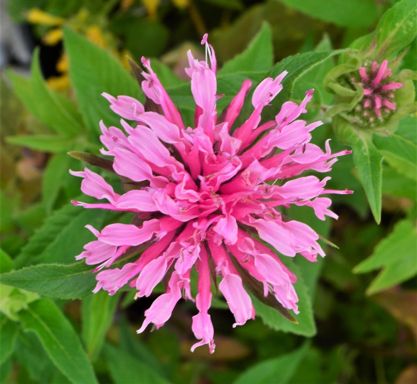 Monarda Didyma Balmy Pink - View 3 from www redcrocus com