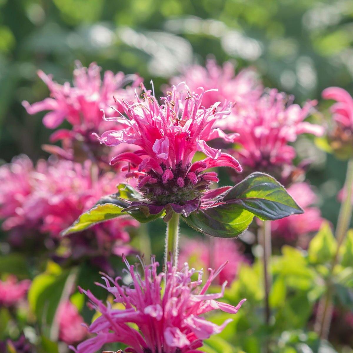Monarda Didyma Balmy Pink - View 4 from www redcrocus com