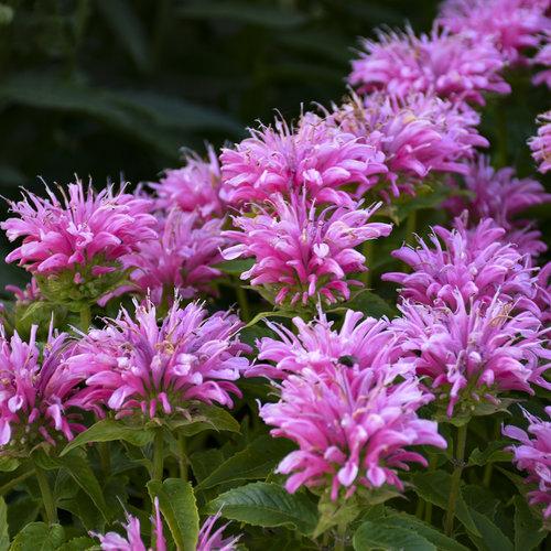 Monarda Didyma Balmy Pink - View 5 from www redcrocus com
