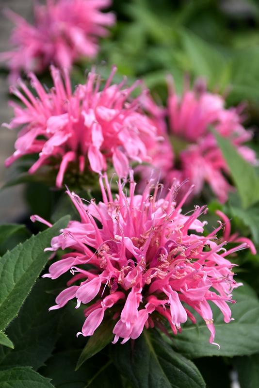 Monarda Didyma Balmy Pink - View 6 from www redcrocus com