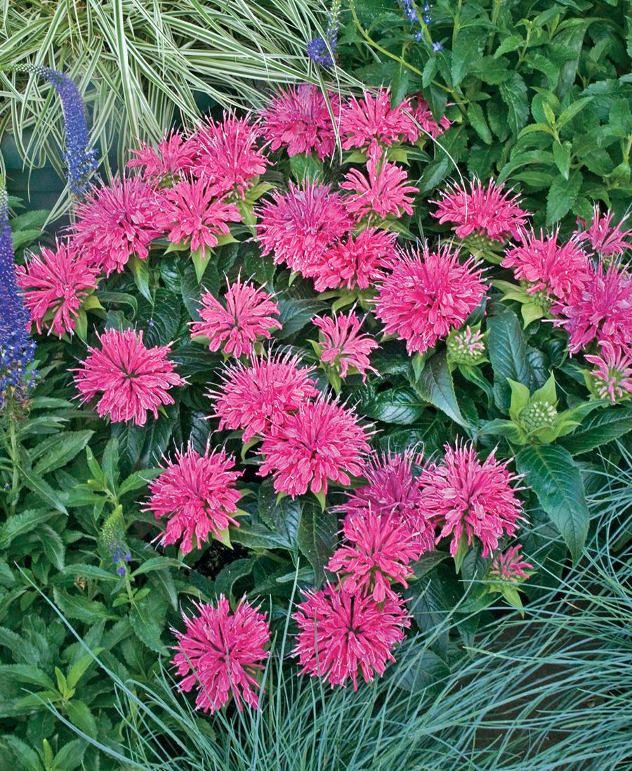 Monarda Didyma Balmy Pink - View 7 from www redcrocus com