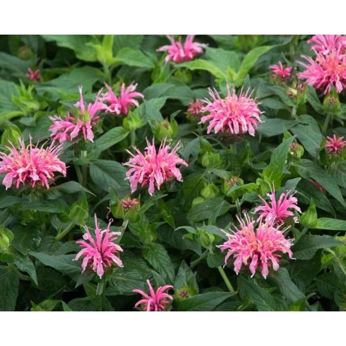 Monarda Didyma Balmy Pink - View 8 from www redcrocus com
