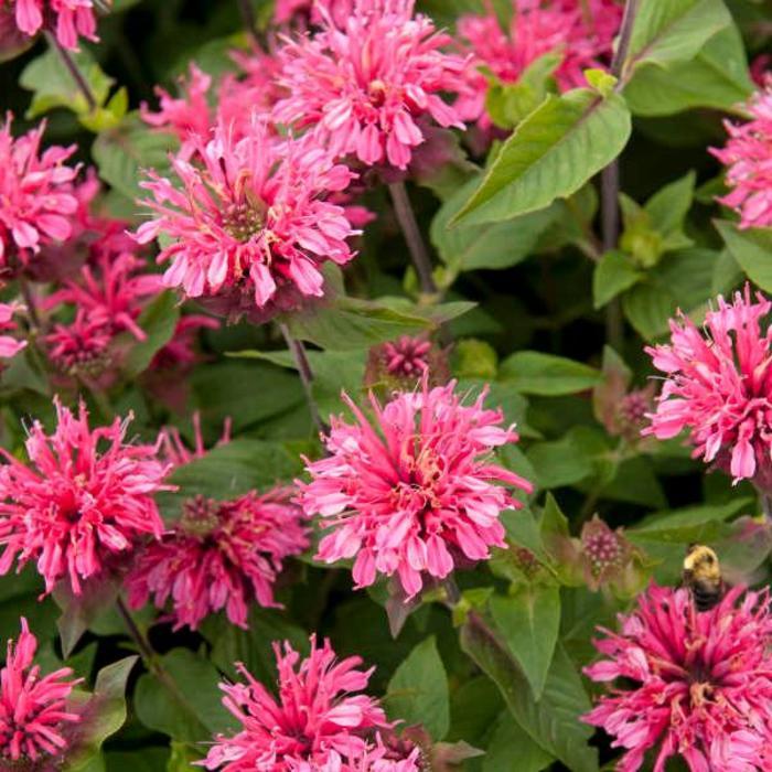 Monarda Didyma Balmy Pink - View 9 from www redcrocus com