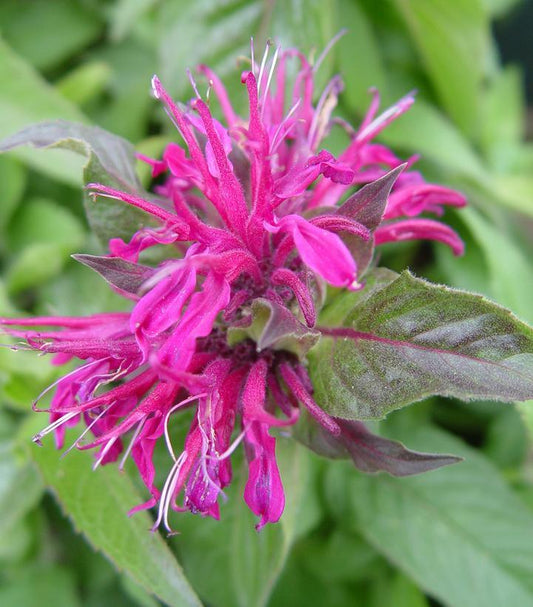 Monarda Didyma Balmy Purple - View 10 from www redcrocus com