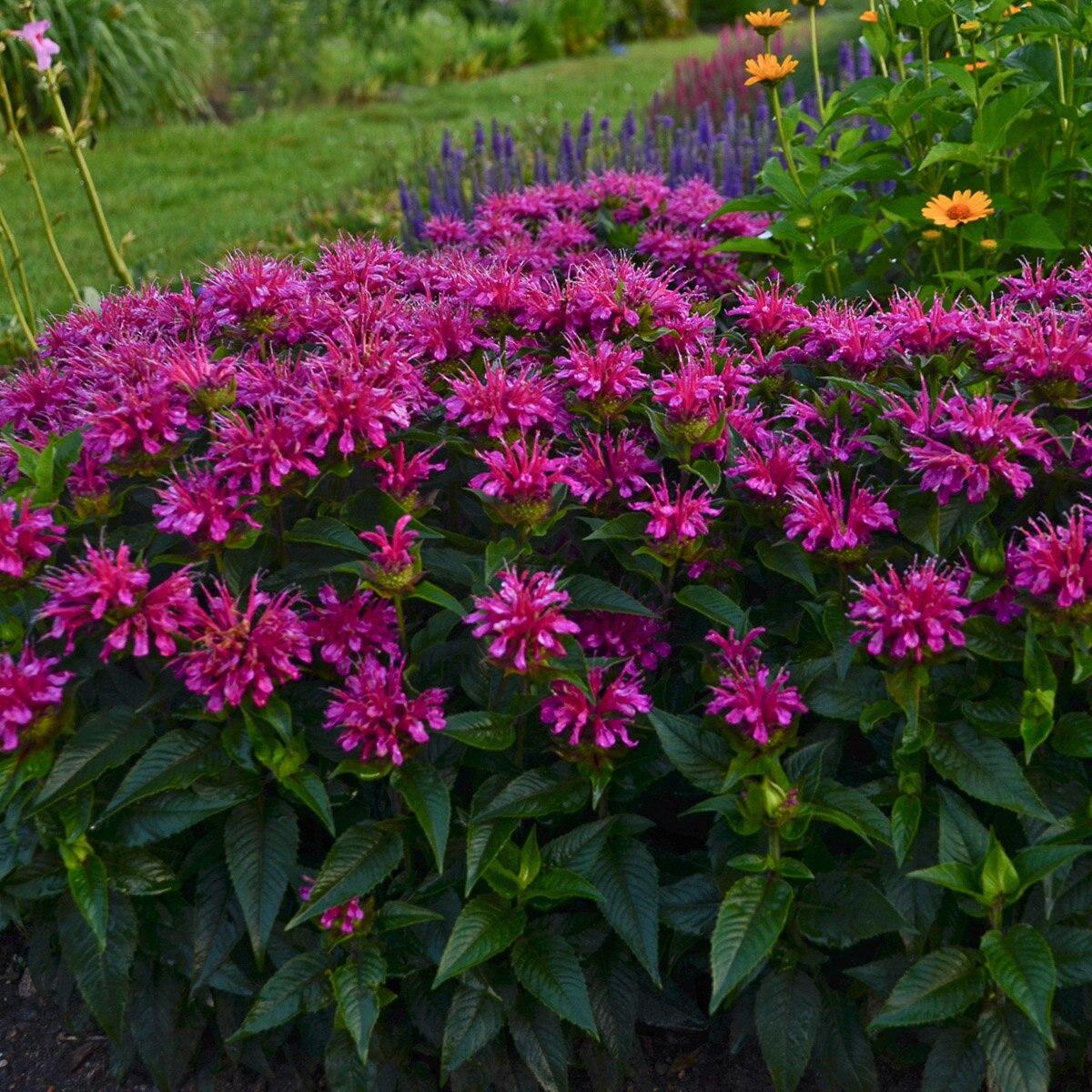 Monarda Didyma Balmy Purple - View 11 from www redcrocus com