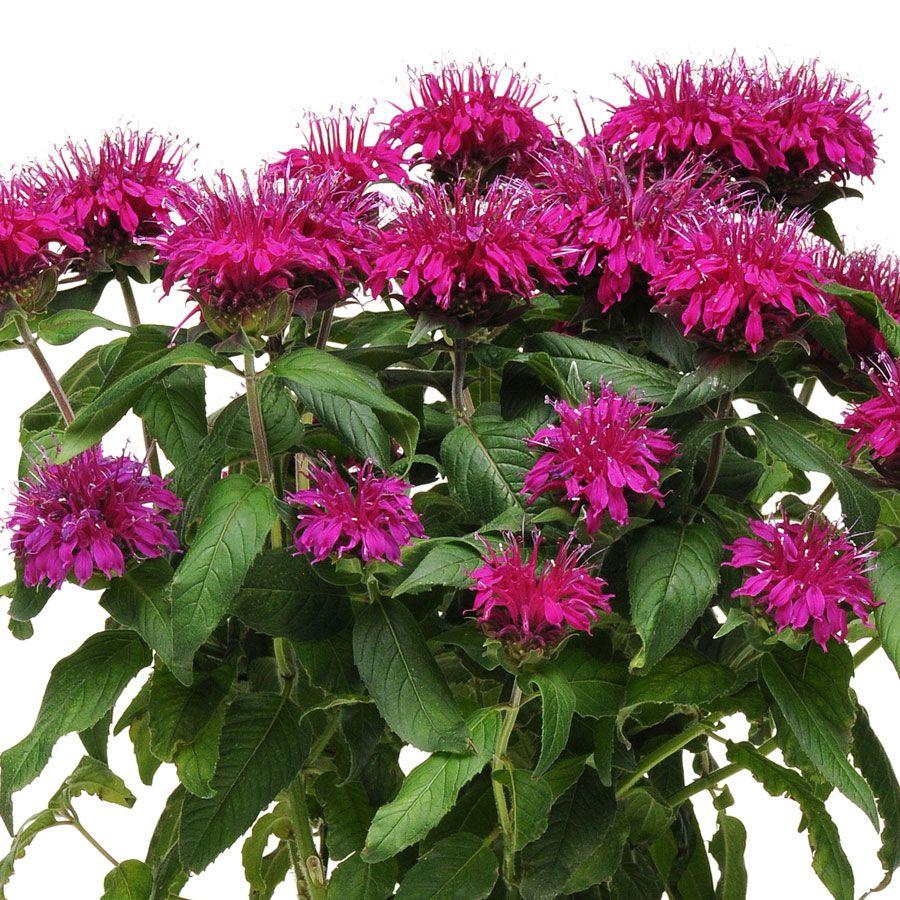 Monarda Didyma Balmy Purple - View 12 from www redcrocus com