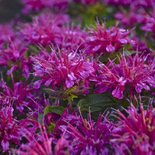 Monarda Didyma Balmy Purple - View 13 from www redcrocus com