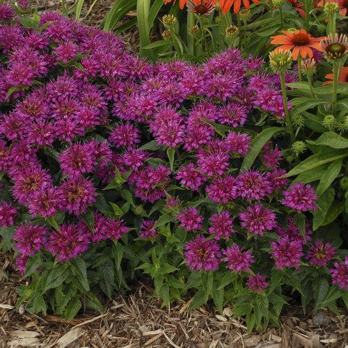Monarda Didyma Balmy Purple - View 14 from www redcrocus com