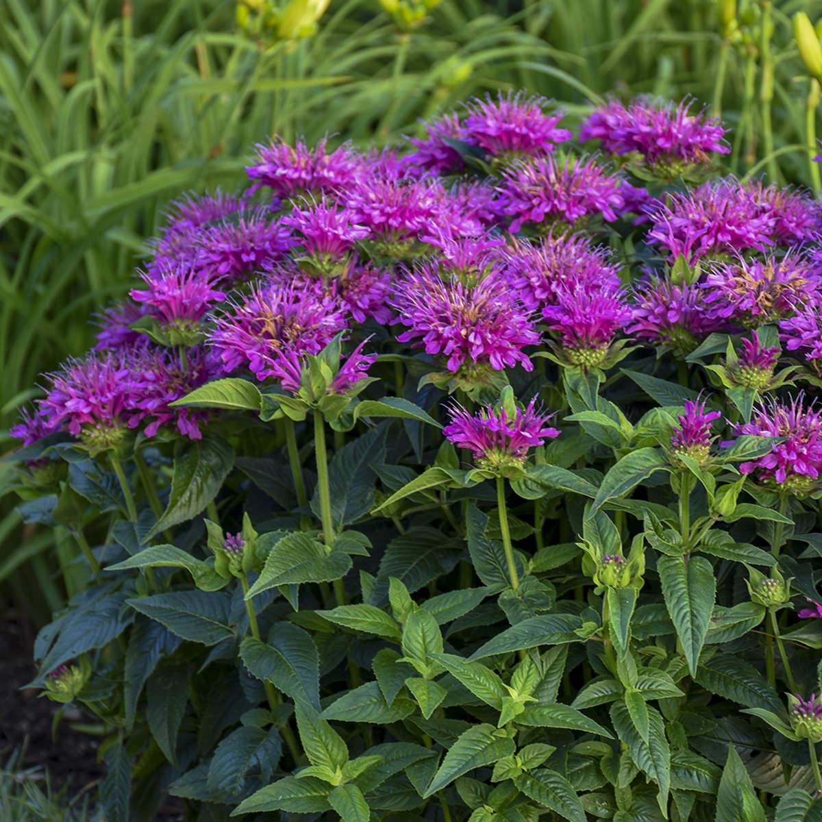 Monarda Didyma Balmy Purple - View 15 from www redcrocus com
