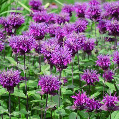 Monarda Didyma Balmy Purple - View 2 from www redcrocus com