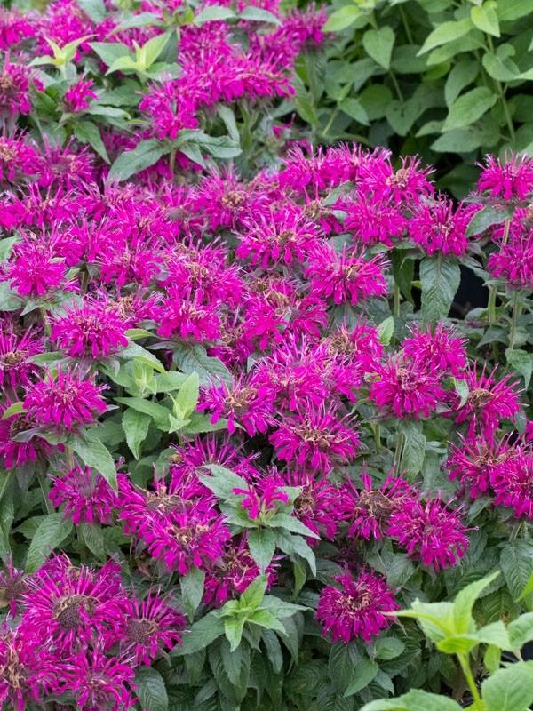 Monarda Didyma Balmy Purple - View 3 from www redcrocus com