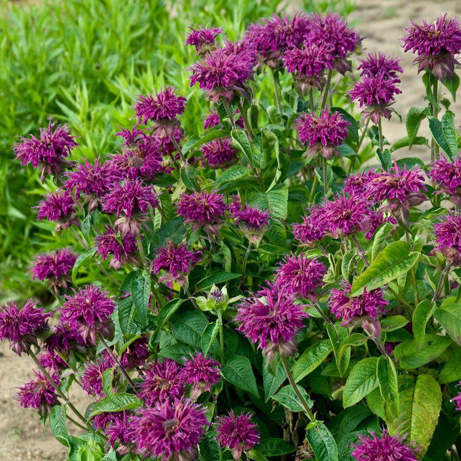 Monarda Didyma Balmy Purple - View 4 from www redcrocus com