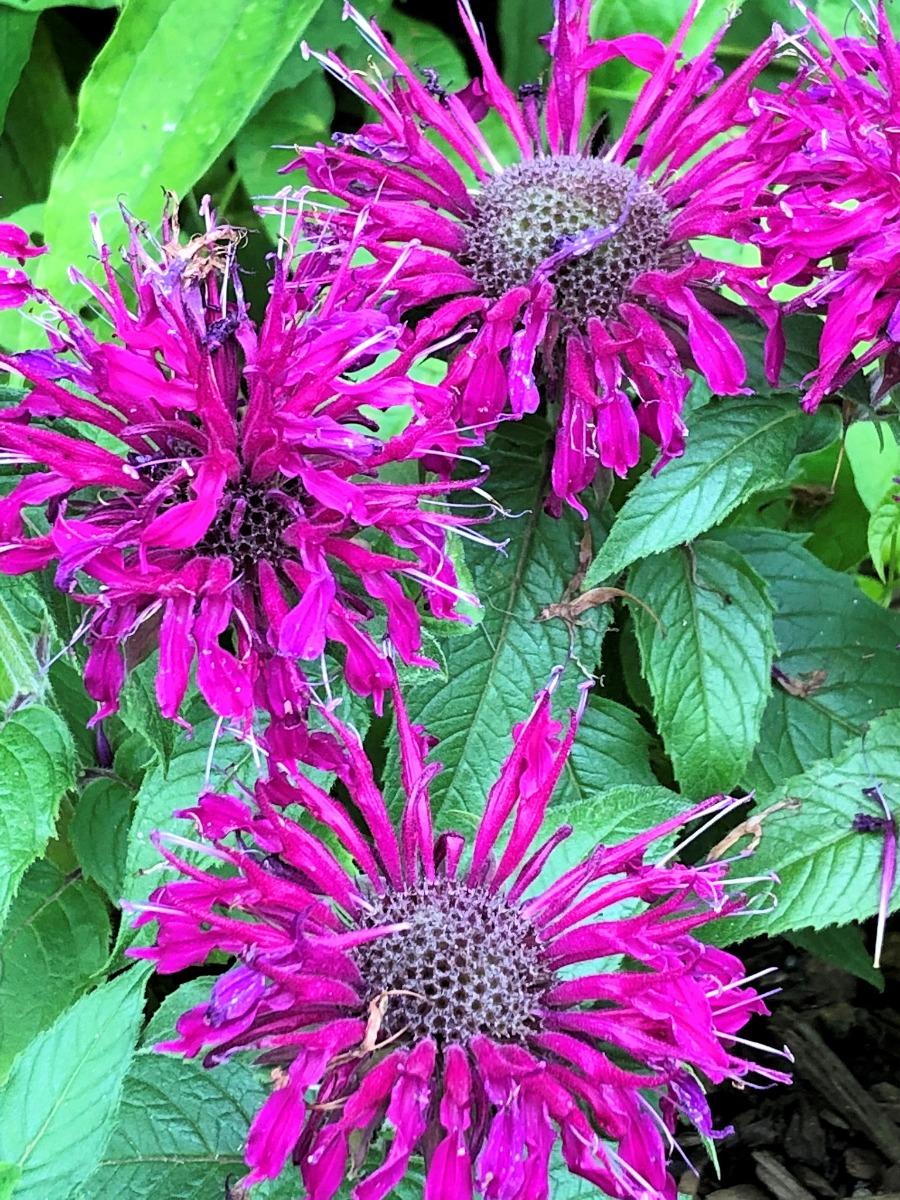 Monarda Didyma Balmy Purple - View 5 from www redcrocus com