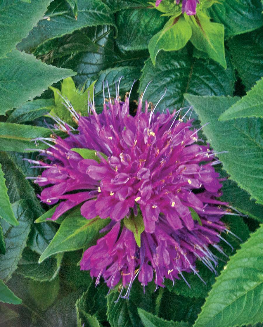 Monarda Didyma Balmy Purple - View 6 from www redcrocus com