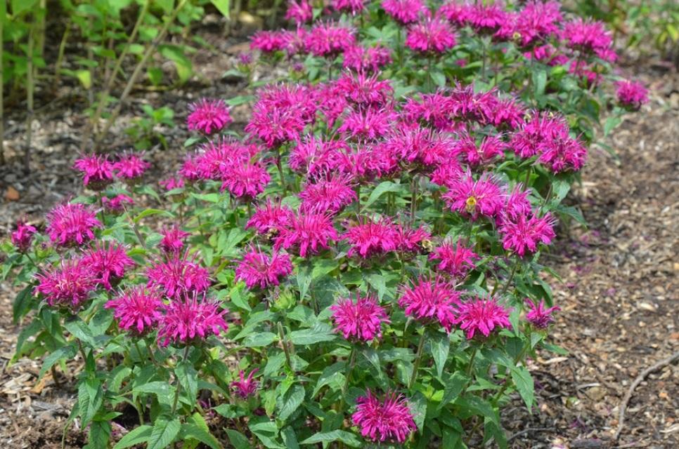Monarda Didyma Balmy Purple - View 7 from www redcrocus com