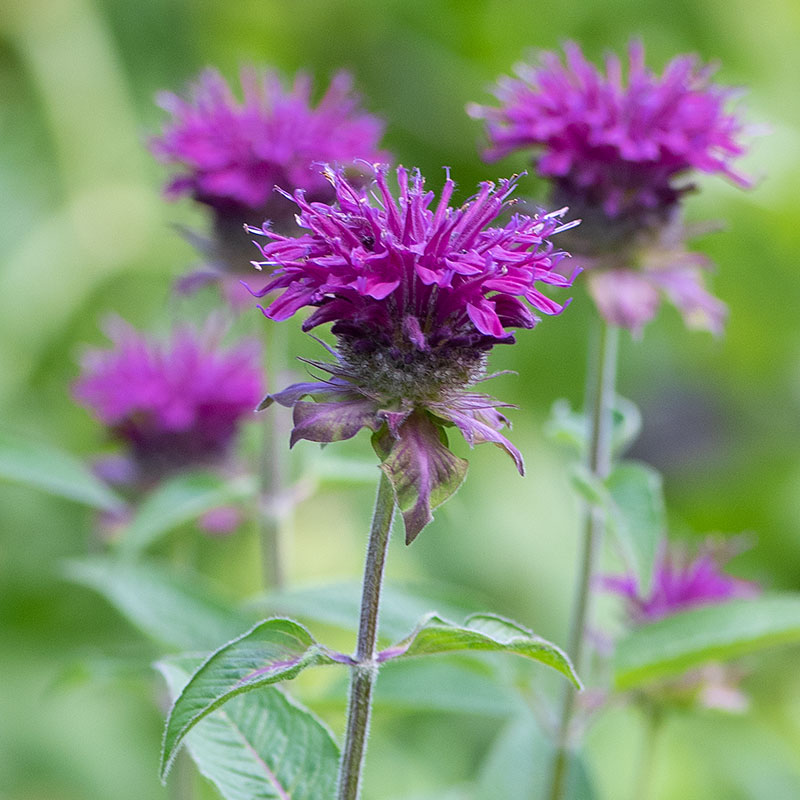Monarda Didyma Balmy Purple - View 8 from www redcrocus com