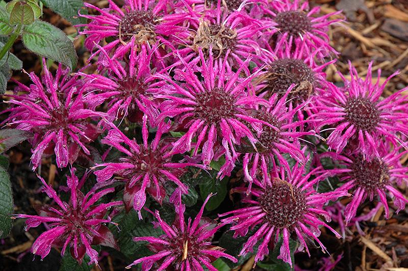 Monarda Didyma Balmy Purple - View 9 from www redcrocus com