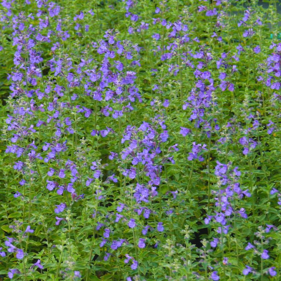 Nepeta X Faassenii Dropmore - View 10 from www redcrocus com