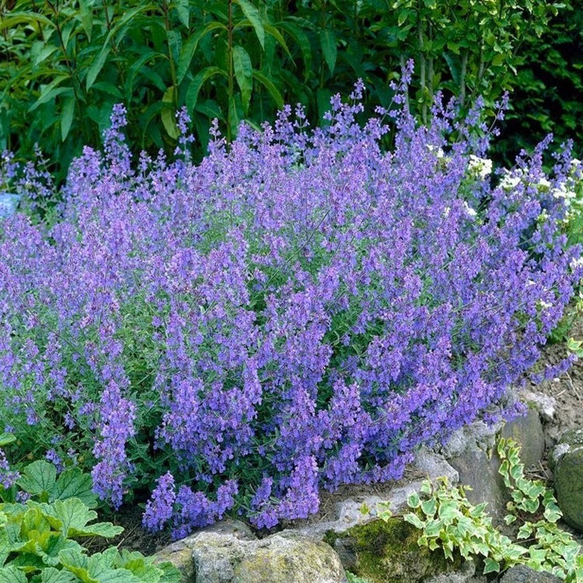 Nepeta X Faassenii Dropmore - View 11 from www redcrocus com
