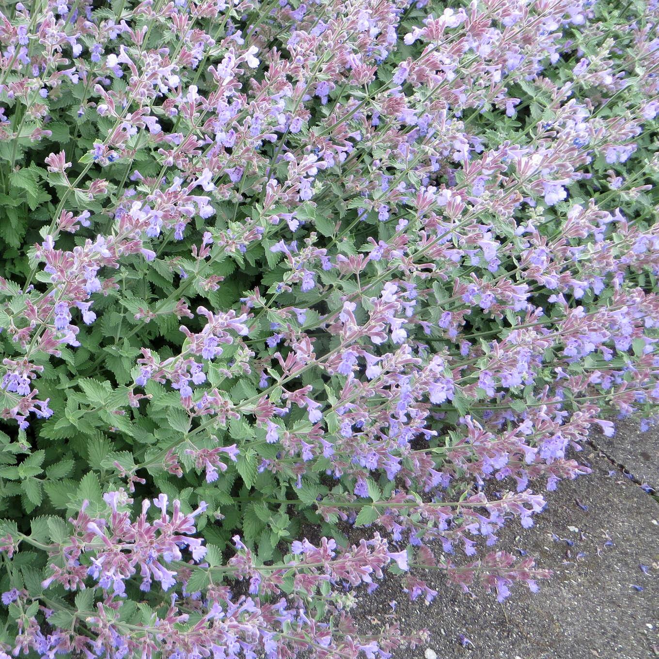 Nepeta X Faassenii Dropmore - View 12 from www redcrocus com