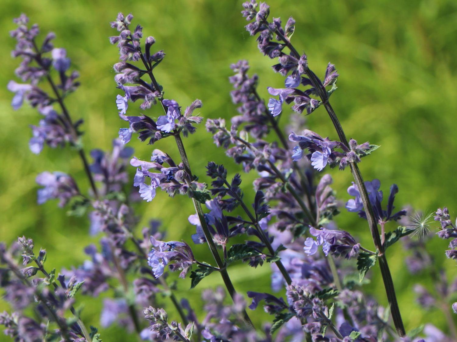 Nepeta X Faassenii Dropmore - View 13 from www redcrocus com