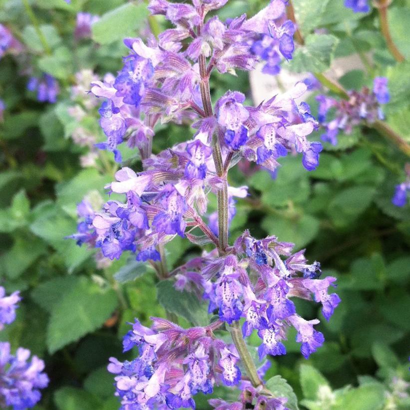 Nepeta X Faassenii Dropmore - View 17 from www redcrocus com