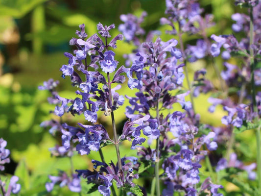 Nepeta X Faassenii Dropmore - View 1 from www redcrocus com